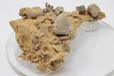Miniature Fossil Cluster (Ammonites, Brachiopods) - France #195513-1